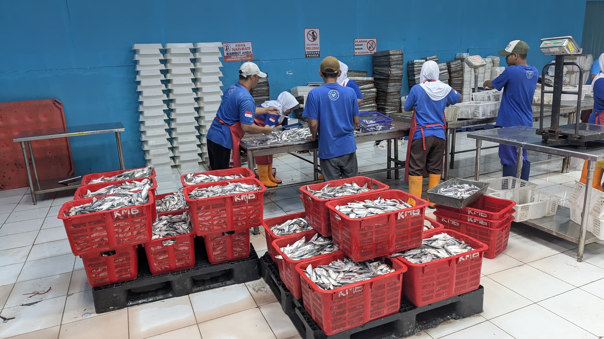 Bahan Baku Ikan Segar