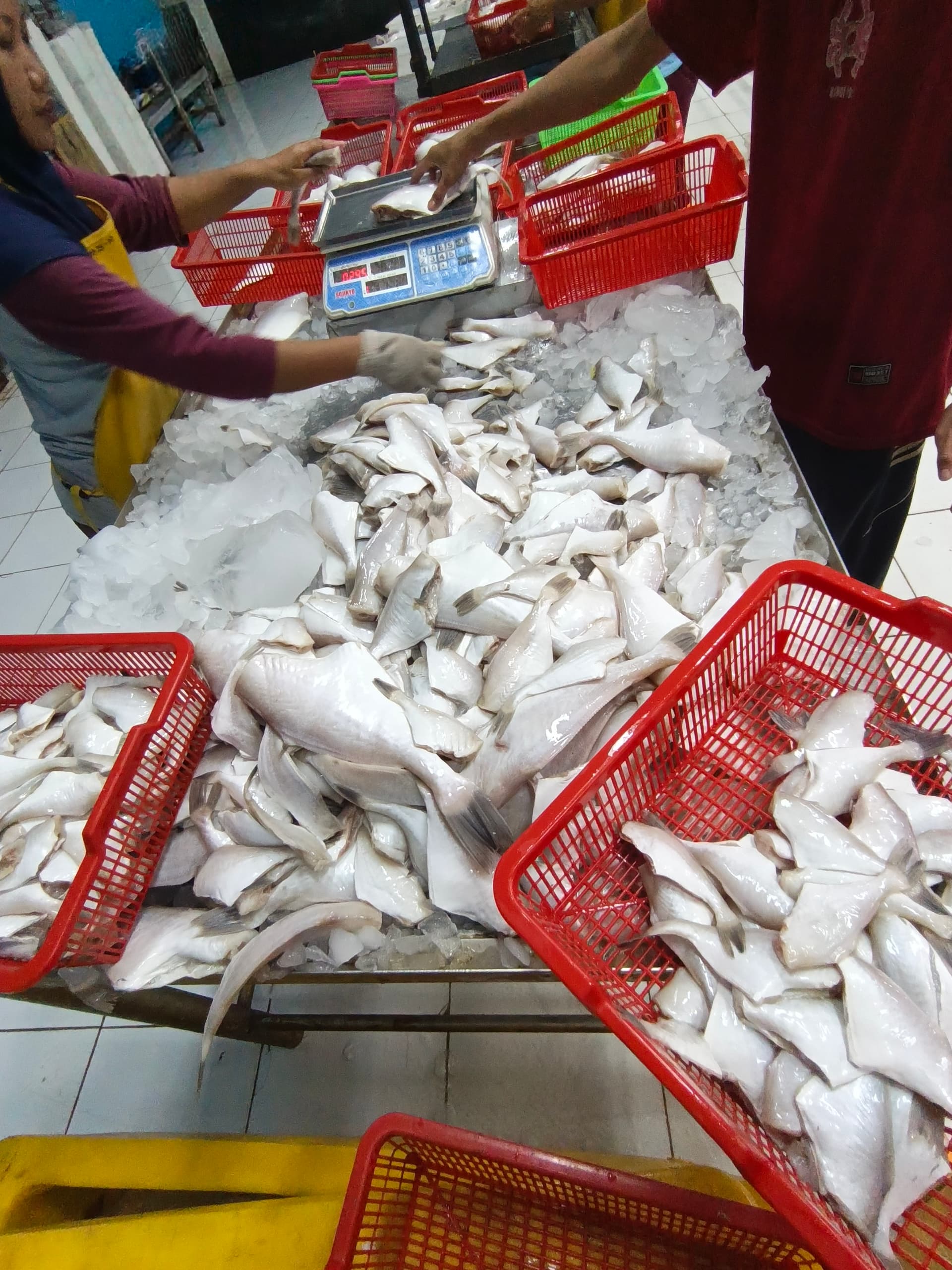 Pelatihan Penanganan Ikan Segar untuk Nelayan Lokal